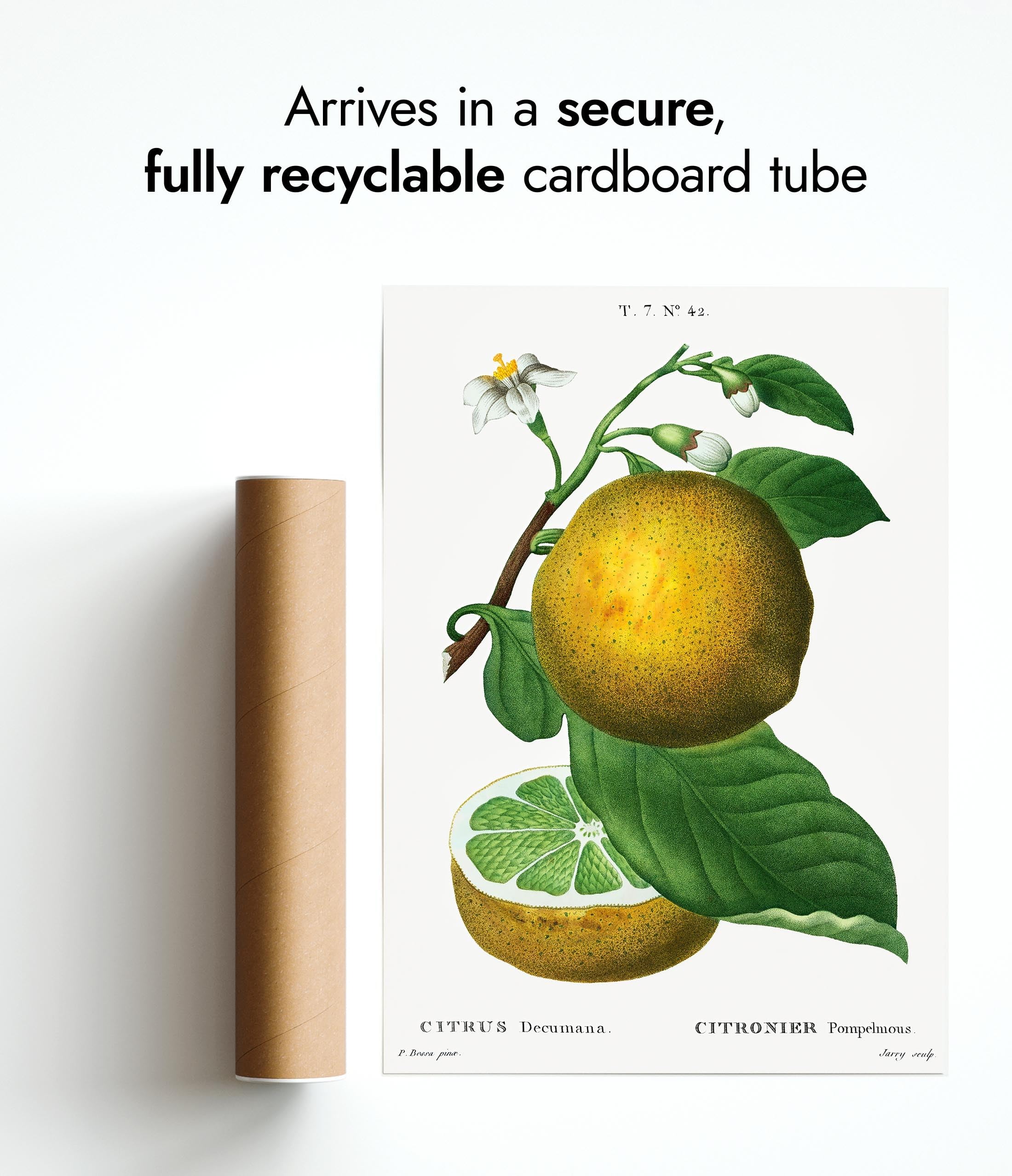 Grapefruit von Pierre-Joseph Redouté, Vintage-Kunstdruck, botanischer Illustrationsdruck, Obst-Thema, Wandkunst-Dekor, Poster für Sammler, archivarisch, matt, A2 (gerahmt), 59,4 x 42 cm