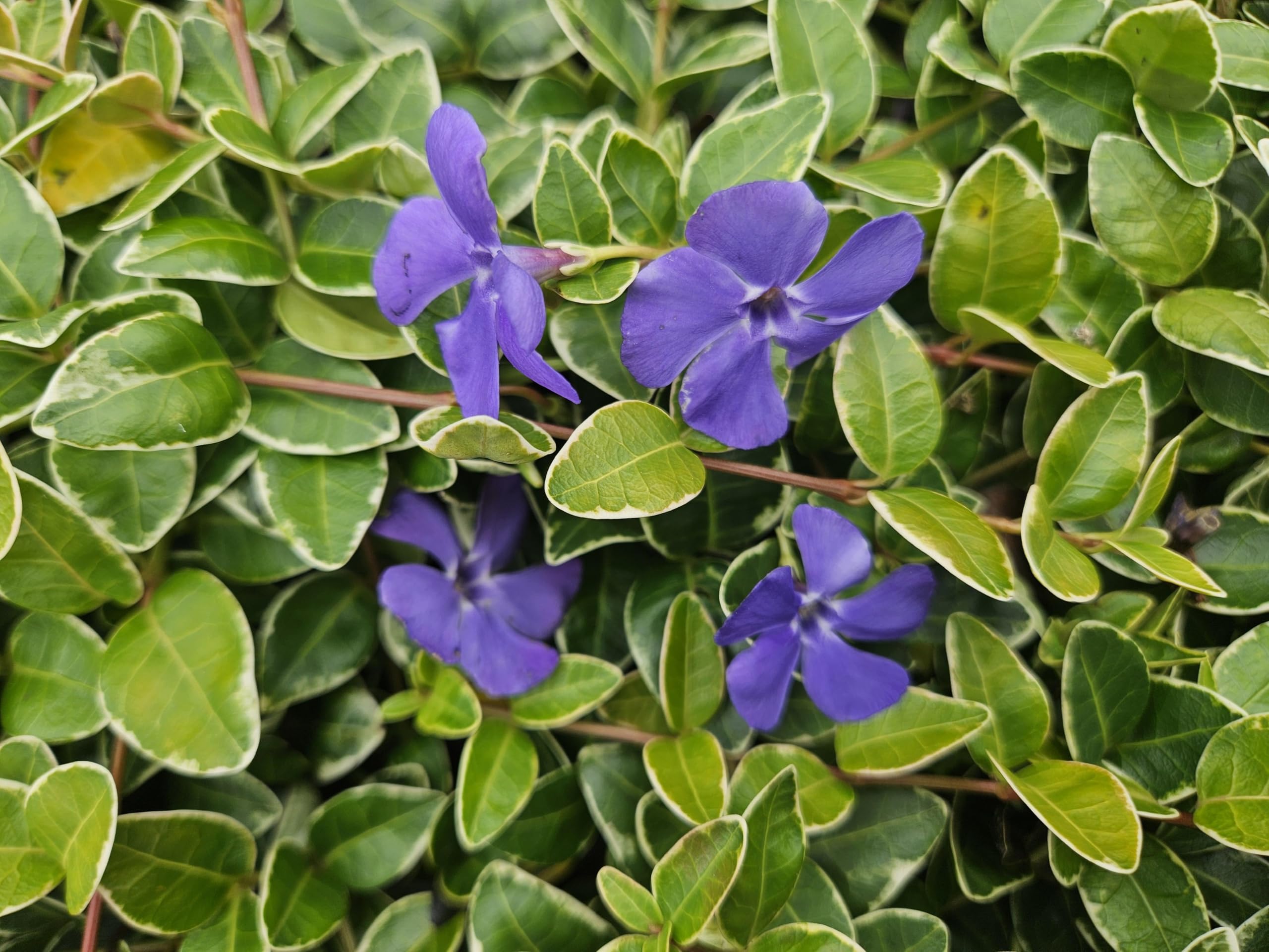 Vinca minor 'Argenteovariegata' | 24 pezzi - 10-25cm - Ø9cm - Pianta da giardino