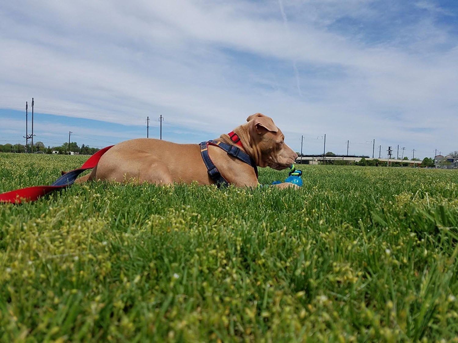 URPOWER Dog Leash Harness Adjustable & Durable Leash Set & Heavy Duty Denim Dog Leash Collar for Small, Medium and Large Dog, Perfect for Daily Training Walking Running (L(17"-27.5" Chest Girth))