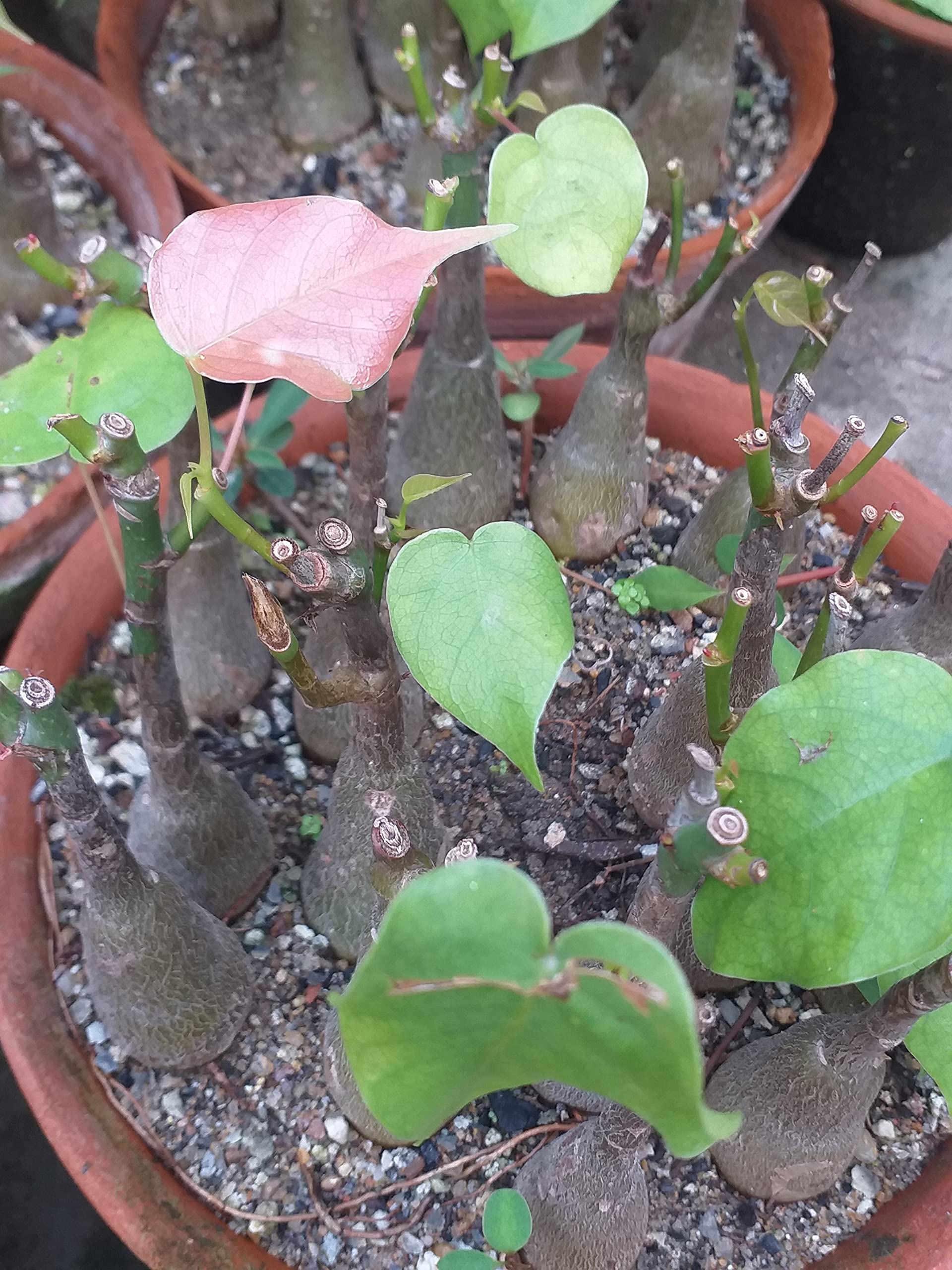 Grin Heaven Nursery, Pseudobombax Ellipticum (Shaving-brush Tree & Red Silk Cotton) Live Plant (B0B9KHTSXF) Amazon Price History, Amazon Price Tracker