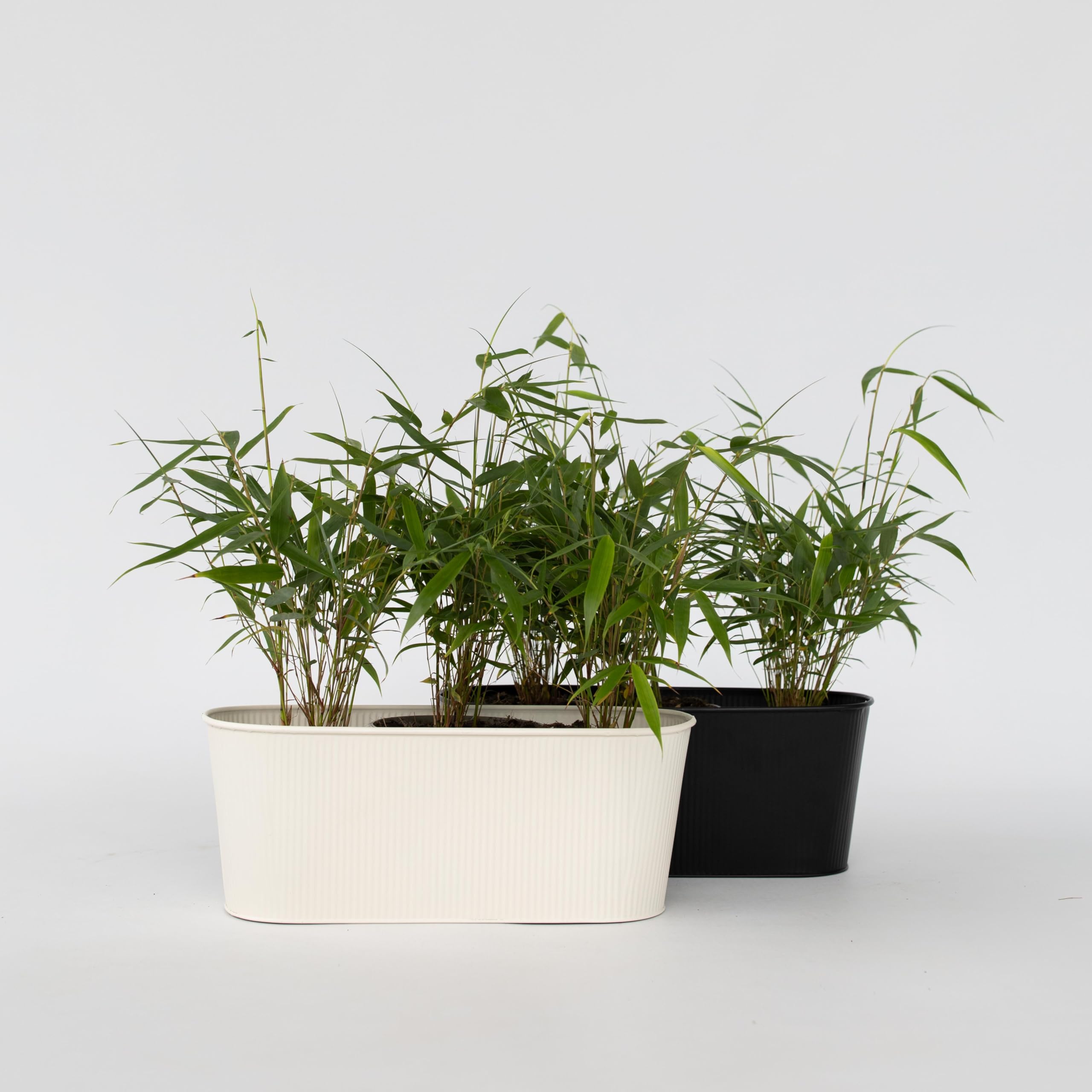 Plant in a Box - Bambù Rosso Ornamentale - Set di 6 - Fargesia scabrida 'Asian Wonder' - Altezza 25-40cm - Vaso 13cm - Sempreverde e Non Invasivo - Ideale per Siepi o Vasi - Pianta Asiatica Elegante