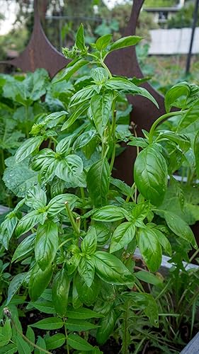 Miniatura 6 de Semillas de albahaca genovesa  Paquete de 200 unidades, orgánicas certificadas, sin OMG, polinización abierta, semillas de hierbas sin tratar para