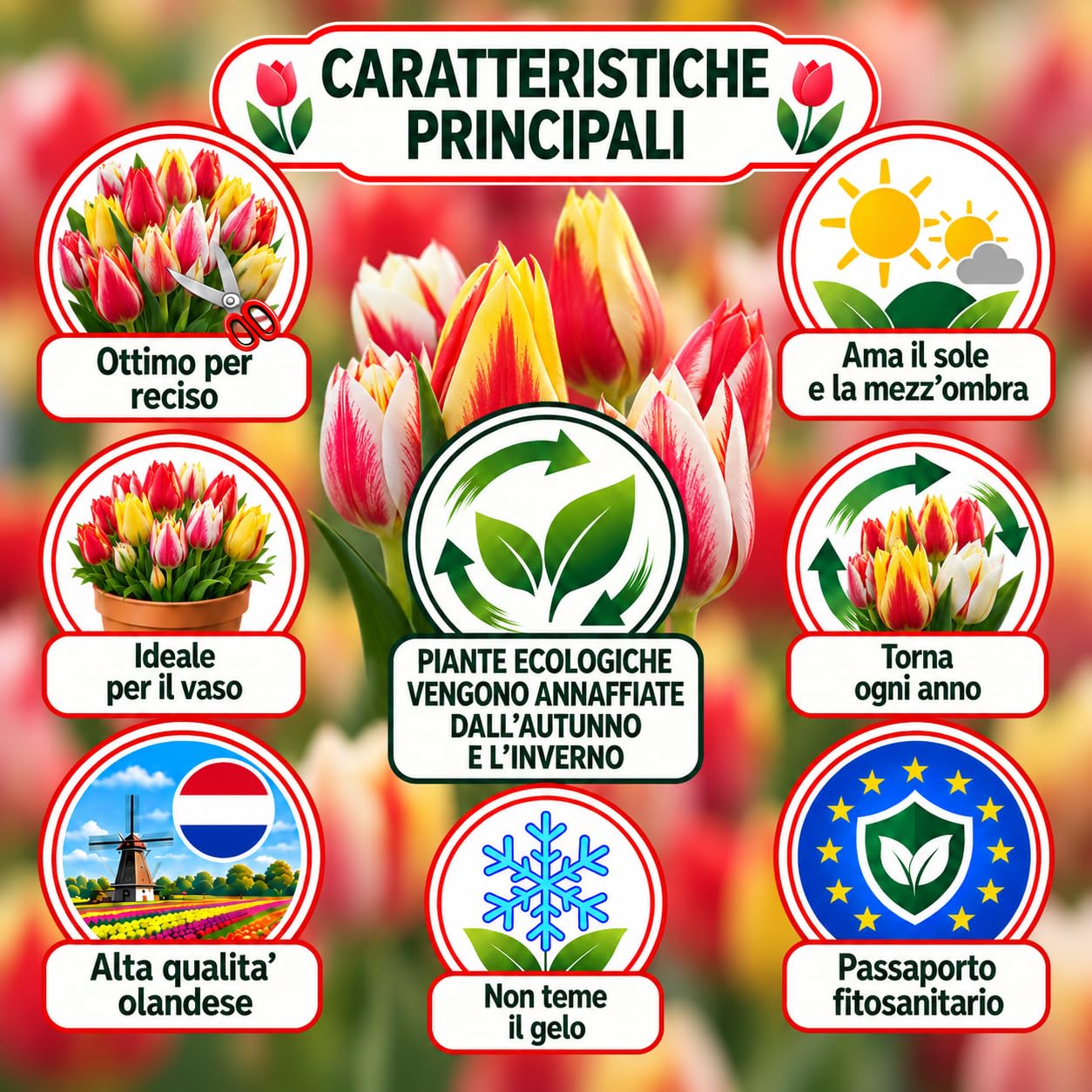 Holländische Tulpenzwiebeln Selection | Exklusive Sorten-Kollektion von Herbst bis Frühling | Garantierte Blüte, 50 Blumenzwiebeln – BOTANISCHE TULPEN IM MIX
