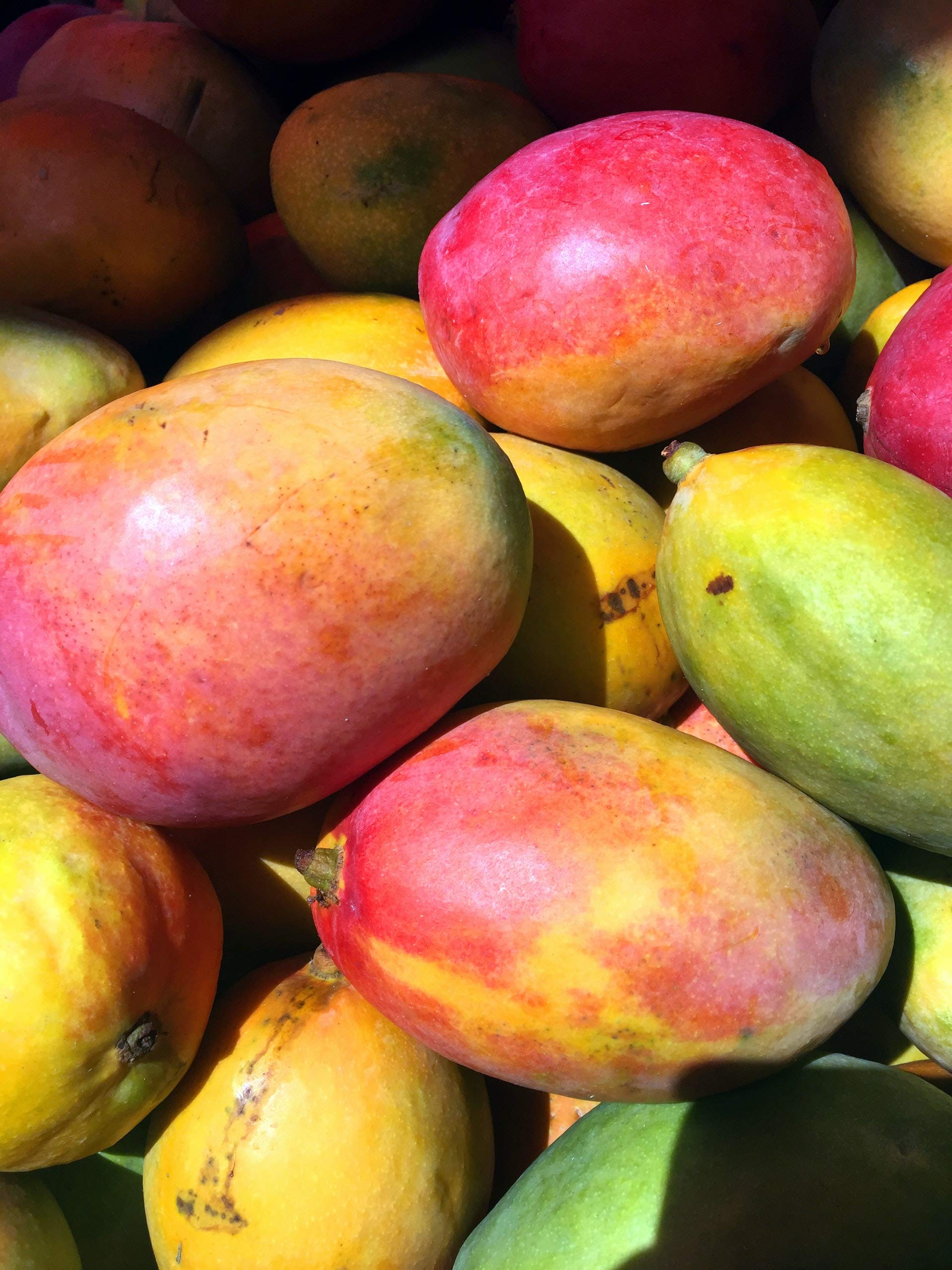 Kamelur Mango BIO Essiccato, Senza Solfiti E Senza Zucchero - Strisce Di Mango BIO Essiccato Senza Zucchero 1 Kg (Confezione Da 1)