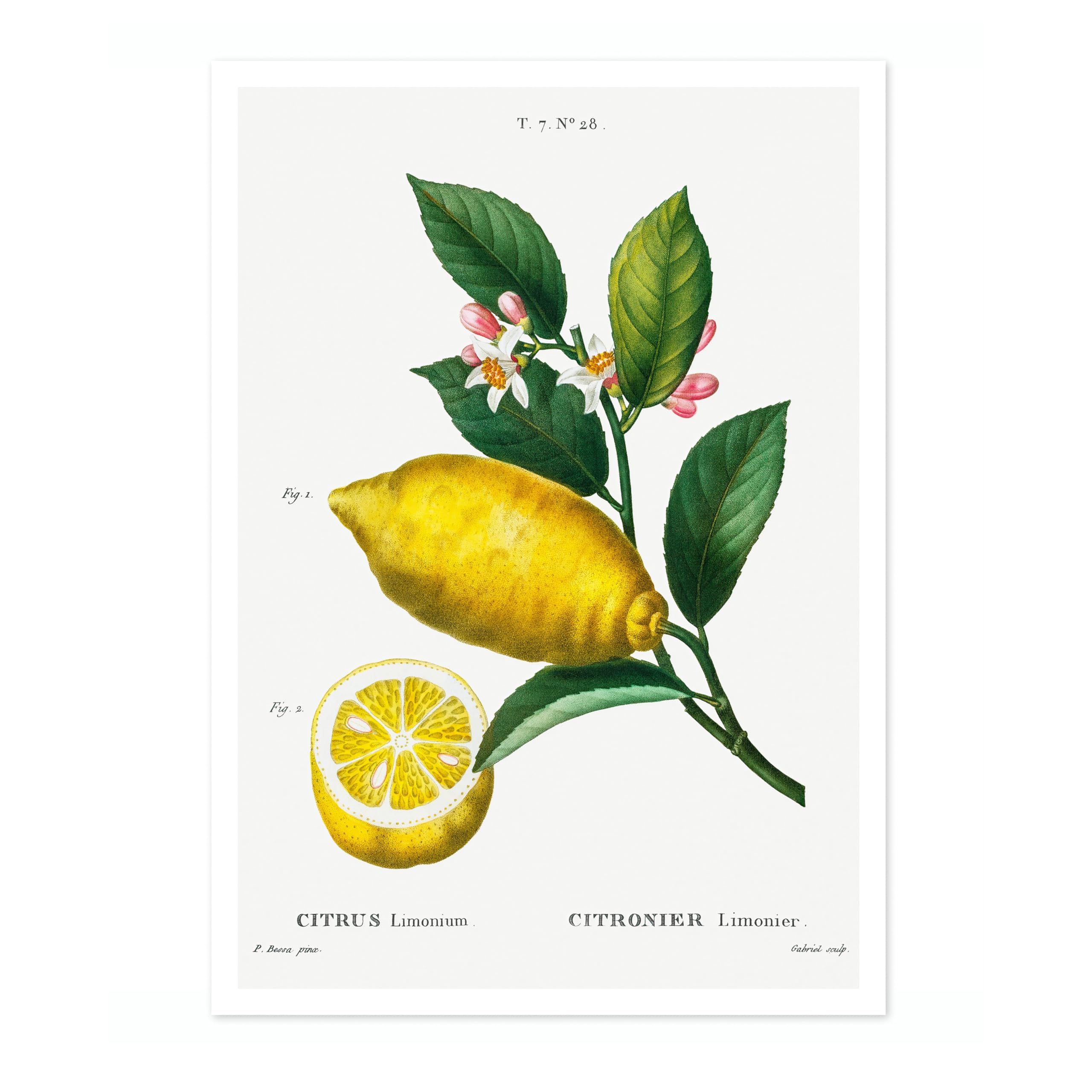 An Enlarged Lemon Pierre Joseph Redoute Poster, Vintage Botanical Prints, Encyclopedia Retro Illustration Wall Art Plants Pictures, Bedroom Home Decor, A1 (Print Only) - 84.1x59.4cm โ image 1