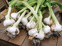 Vista 6 de Ajo Japonés/AJO Japones (100% Natural!!) 150 Piezas