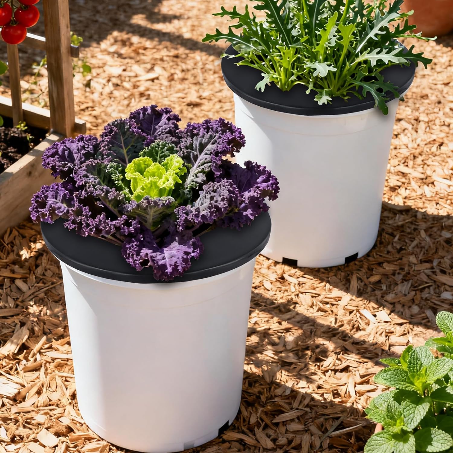 SINJEUN 6 Pack 6 Inch Net Pots, 5 Gallon Wide Lip Bucket Basket, Plastic Net Cups for Cultivating Orchids,Tomatoes, Peppers, Black