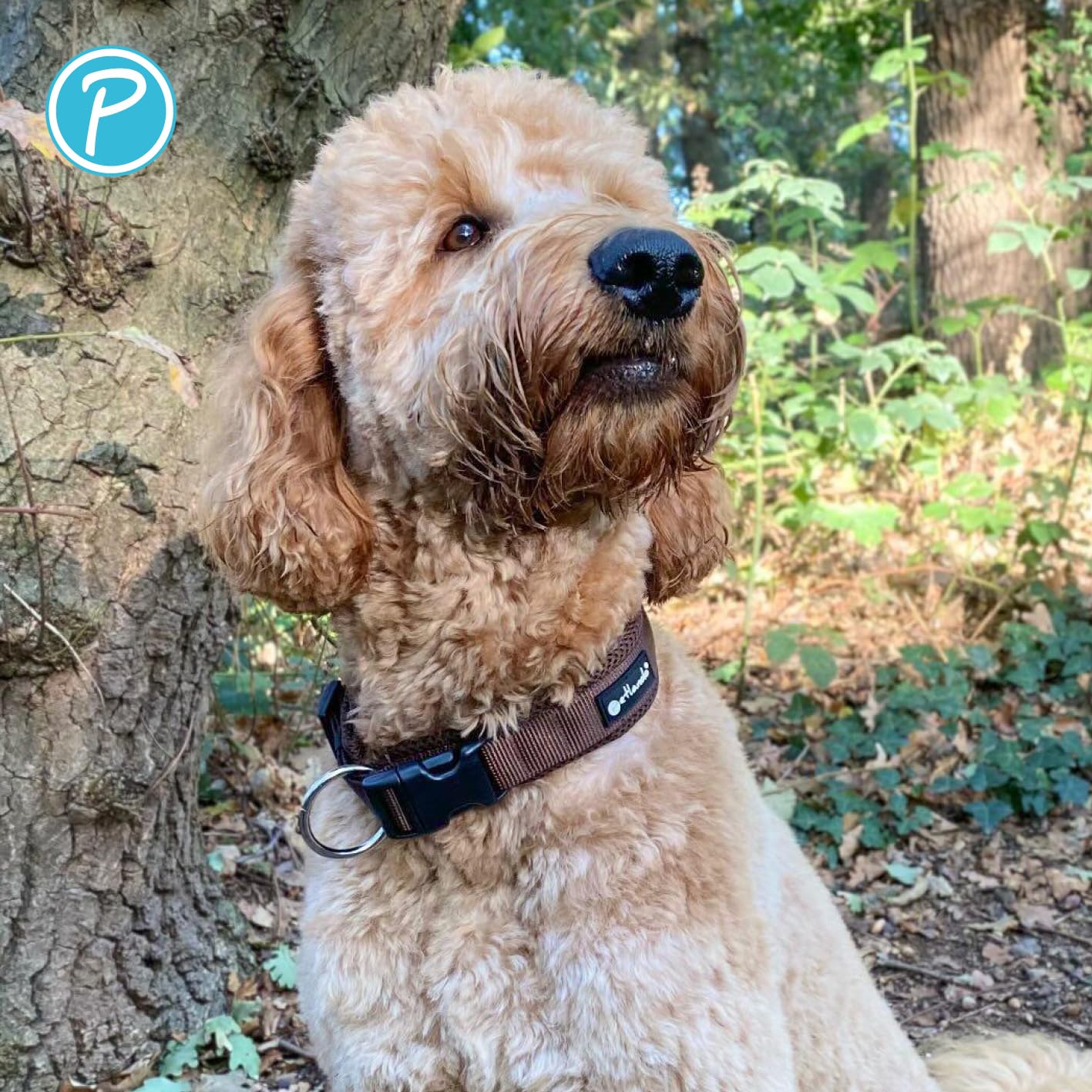 Petlando Mesh Hundehalsband – leicht, atmungsaktiv, weich mit Mesh gepolstert, stufenlos verstellbar, robust & strapazierfähig mit O-Ring – Halsband Hund M 45-50cm, Mokka