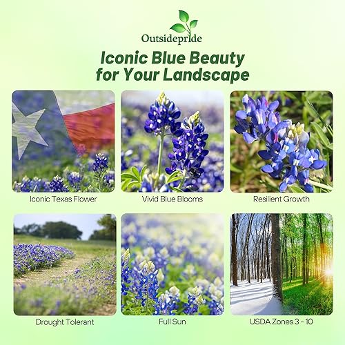 Miniatura 2 de Outsidepride Texas Bluebonnet Seed - 500 semillas