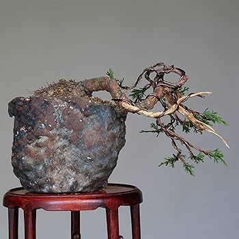 小品盆栽、金子(キンズ)半懸崖作り、根太 実付き、やや傷汚れあり 大島 小品盆栽、金子(キンズ)半懸崖作り、根太 実付き、やや傷汚れ