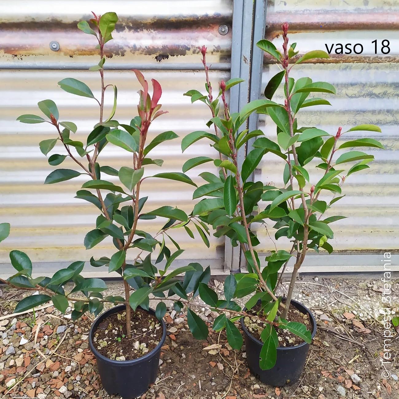 Photinia Red Robin 24 Plants 80/100 cm Tall Plant Pot 18 for 12 to 16 m  Long Hedge : Amazon.it: Garden