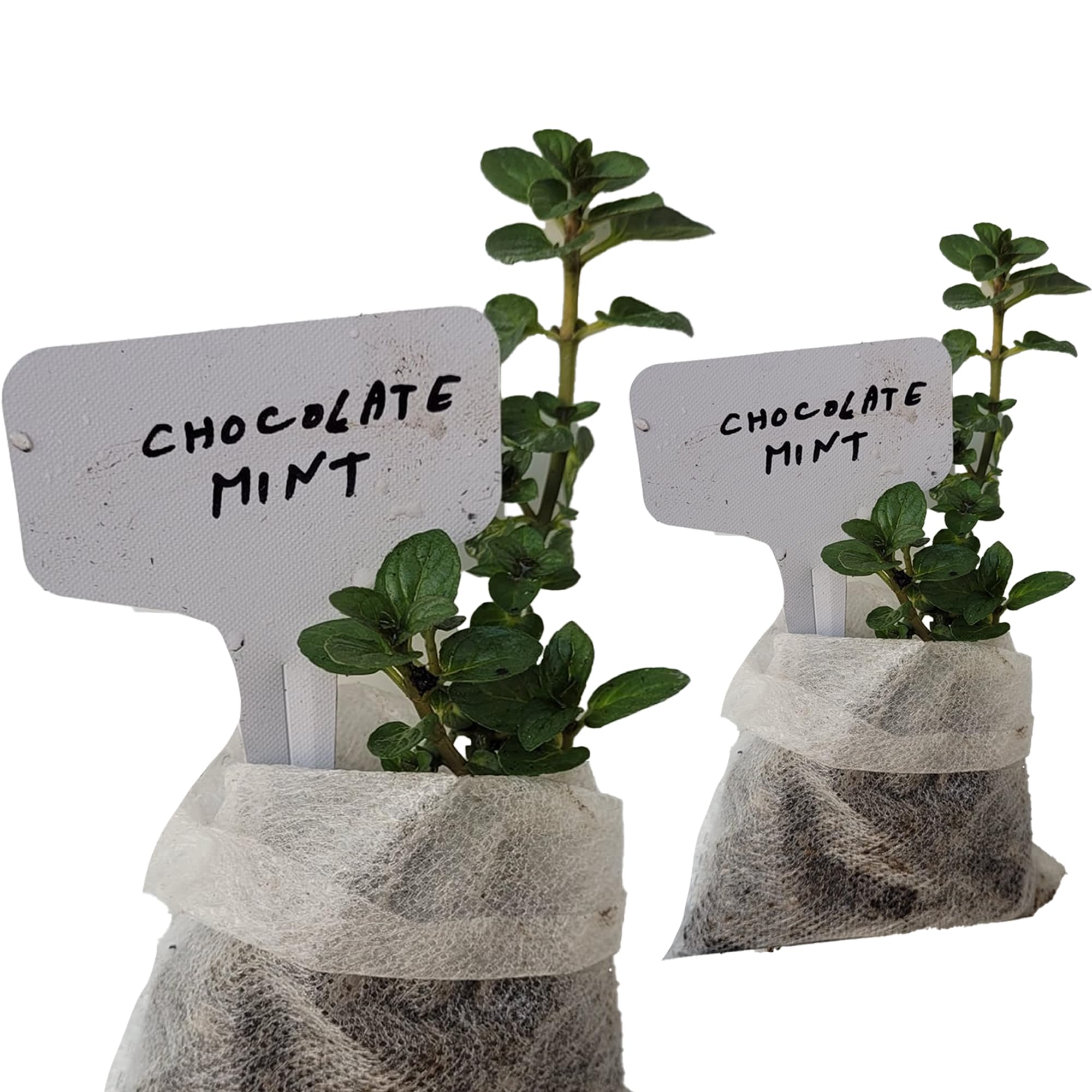 Chocolate Mint Plants in Biodegradable Sacs