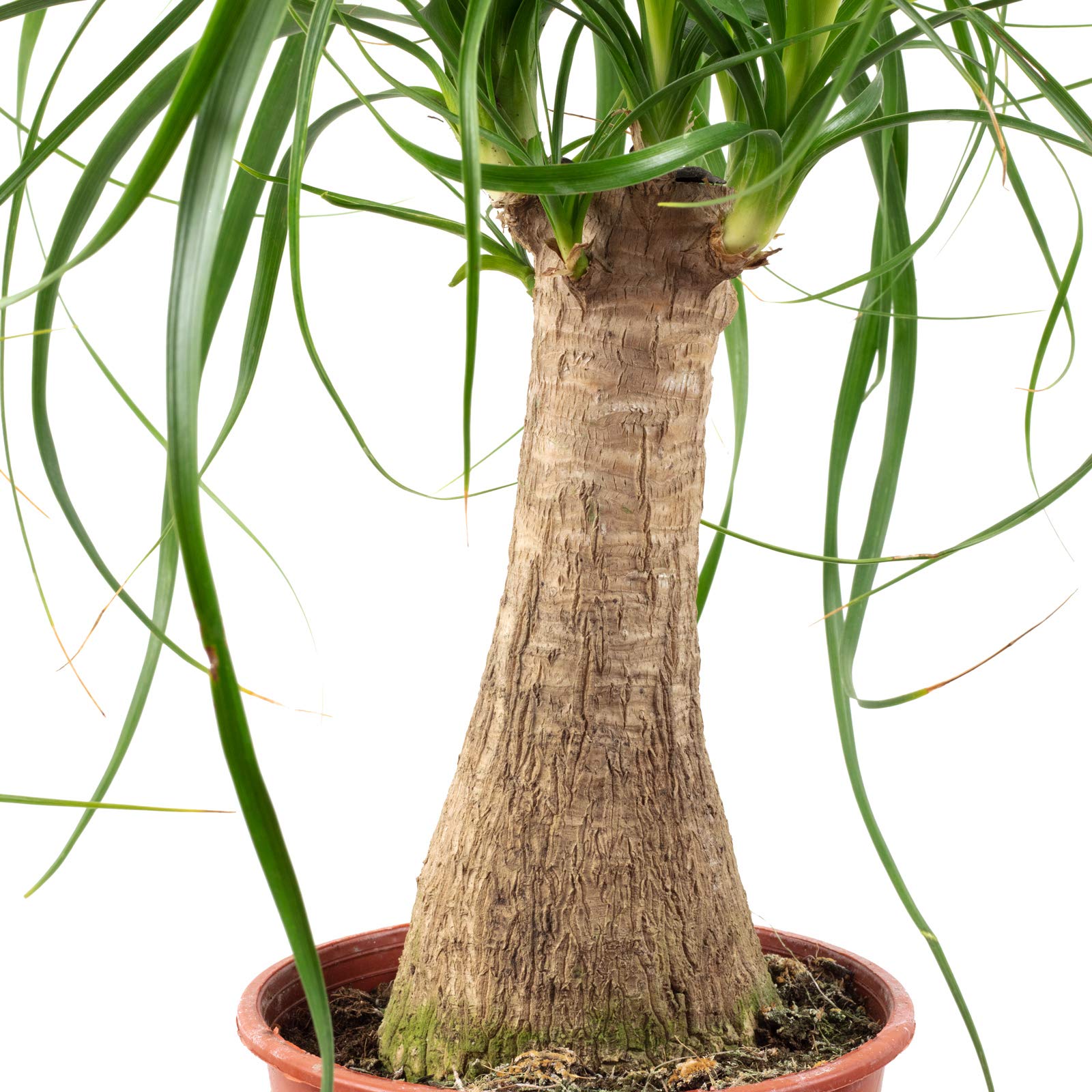 Pied d'éléphant 1 tronc - plante d'intérieur facile d'entretien, Beaucarnea - hauteur env. 40 cm, pot-Ø 14 cm