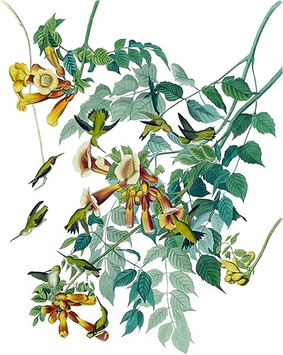 John Audubon Flores Ruby-Throated Hummingbird - Mural de azulejos decorativos para pared de cocina y baño, detrás de la estufa, fregadero, un