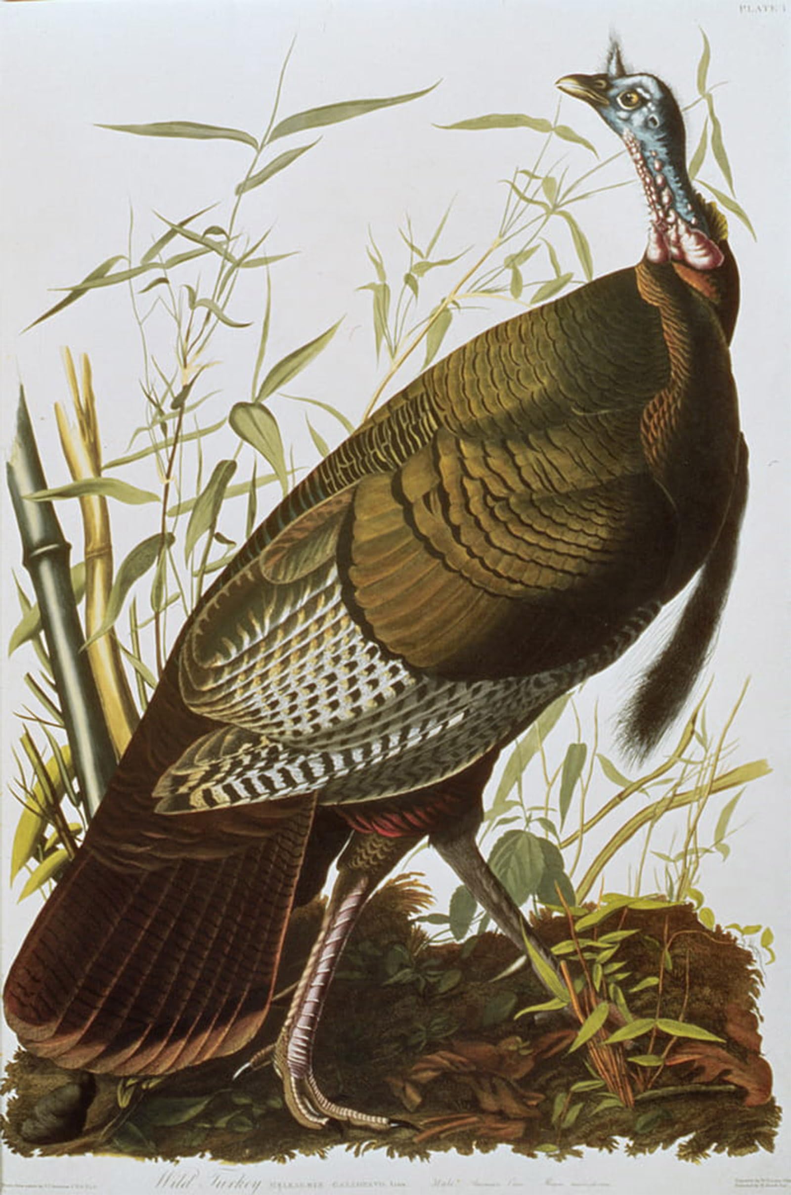 POSTERIIk Vintage Print Pop Art Landscape Artwork Wild Turkey From birds of America Published by John Jamess Audubon Art Prints for Office Home Decor 60x90cm