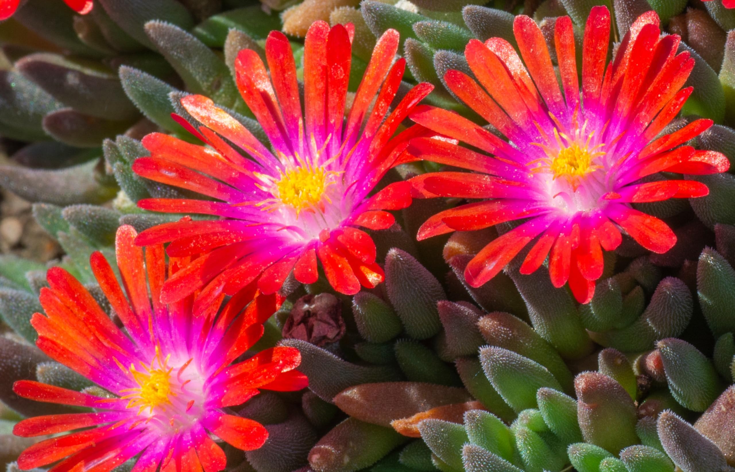 Stauden Gänge 10 x Delosperma cultorum 'Jewel of Desert Sunstone'
