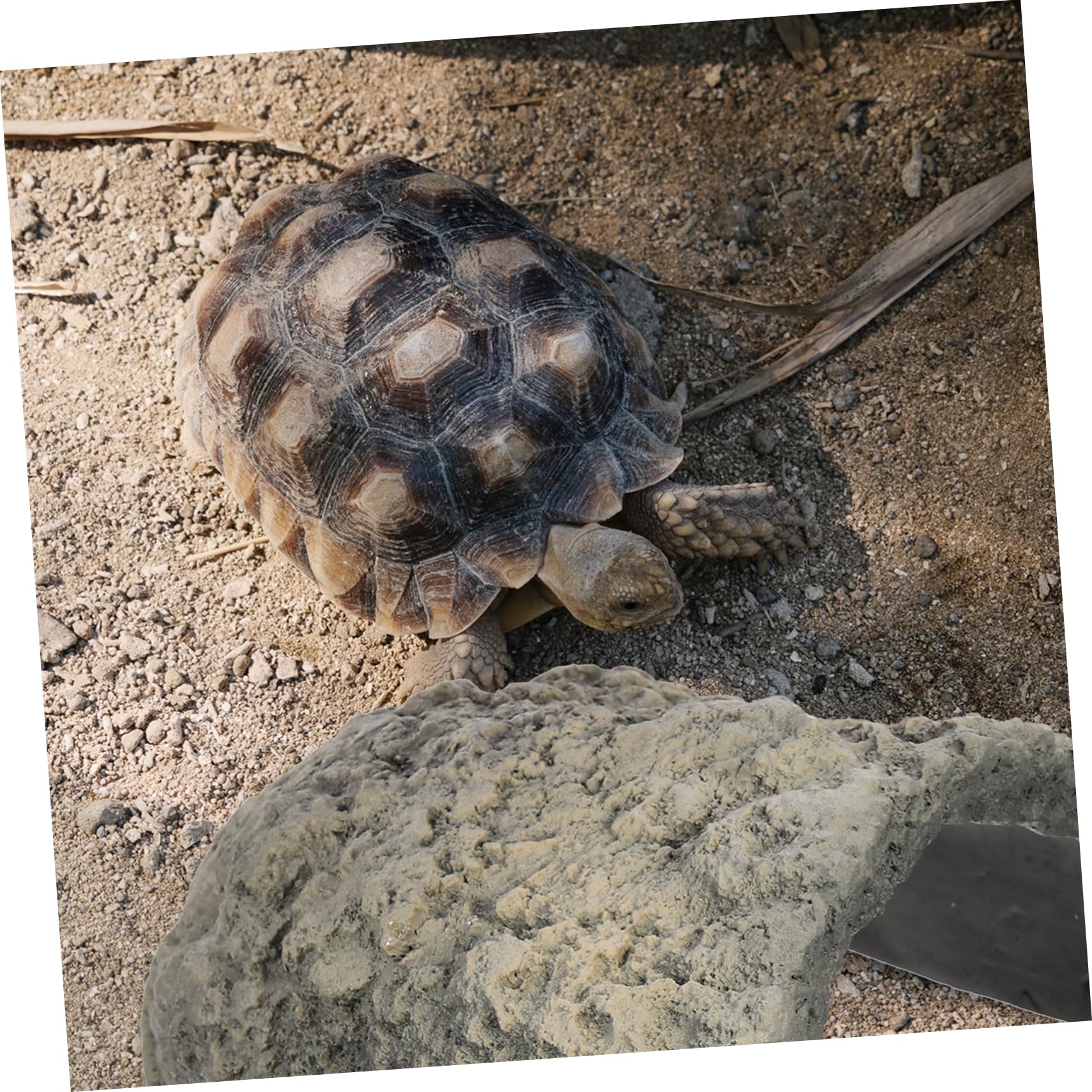 Cueva De Resina para Reptiles y Tortugas Escondite Decorativo para Terrario Refugio Natural para Lagartos y Diseño Especial para Crear Oscuros