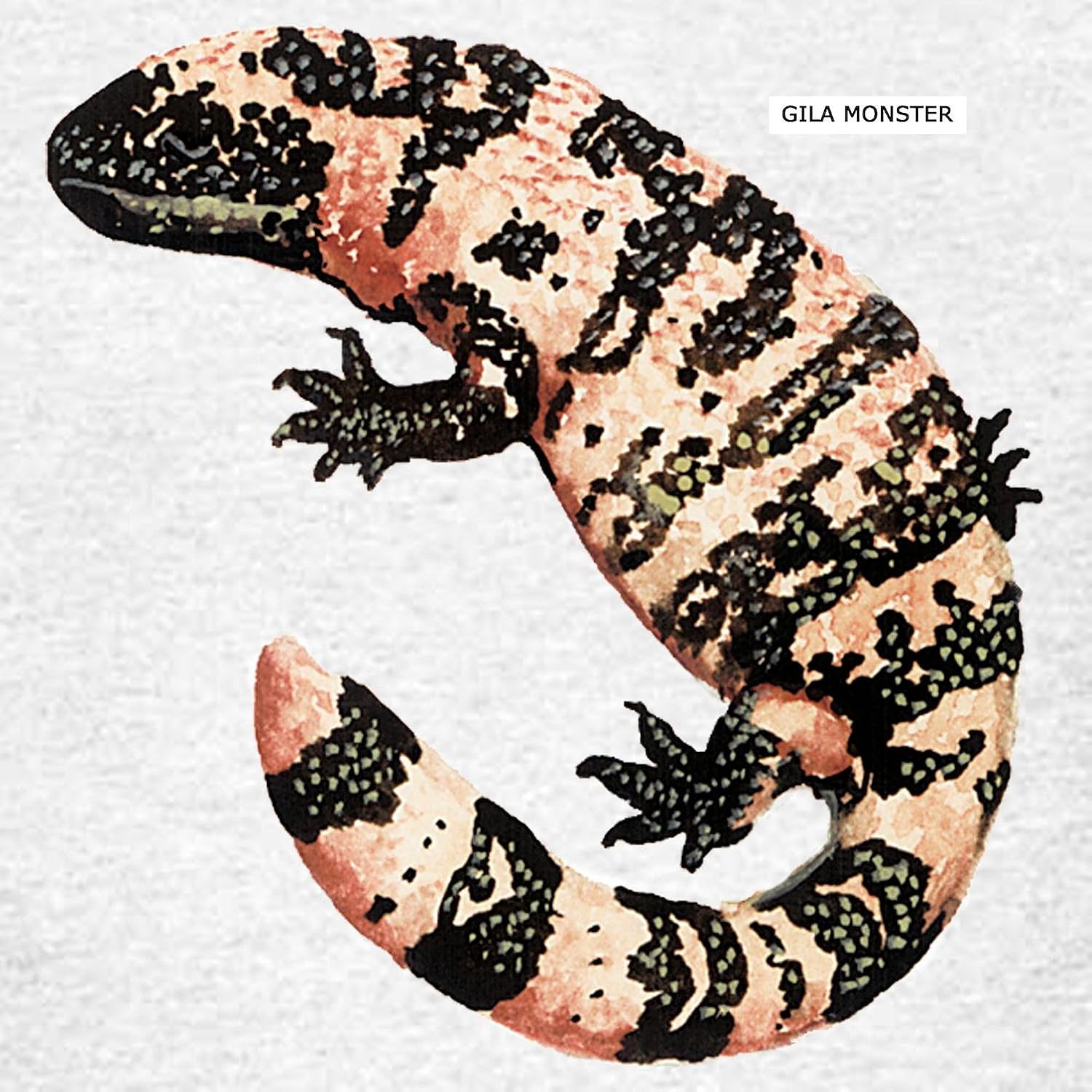 CafePress Gila Monster Lizard Kids Light T Shirt Kids Cotton T-Shirt
