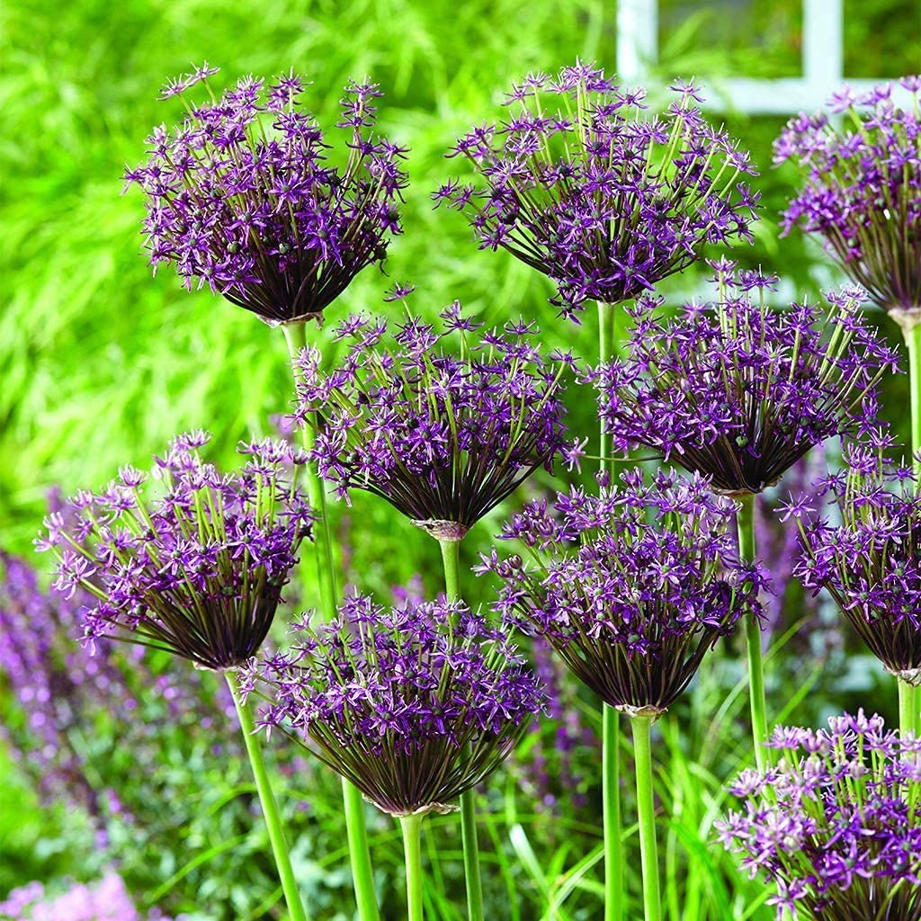 Pack of 15 Allium Bulbs Mysterious Purple Umbrella Shaped ...