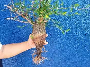 Amazon.co.jp: 発根済 現地球 オペルクリカリア パキプス 鉢付き