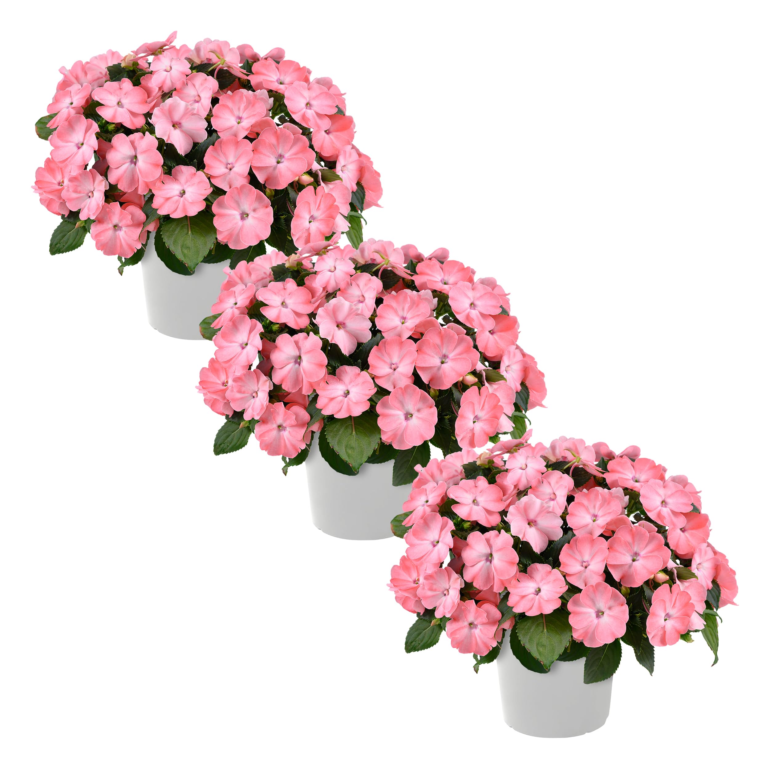 New Guinea Impatiens Salmon 3 Plants