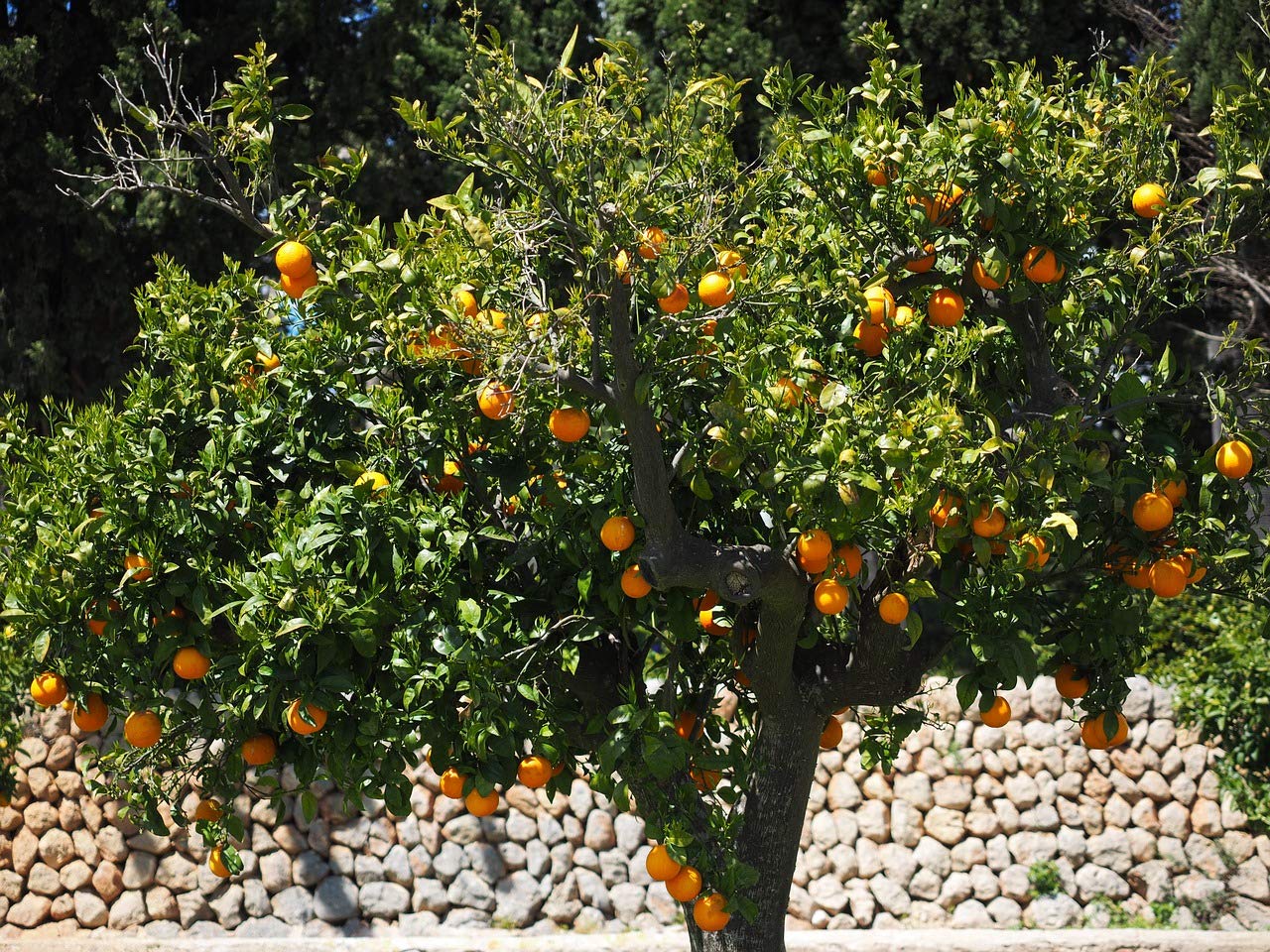 Mediterrano - Fertilizzante per agrumi, fertilizzante per limoni, 3 kg