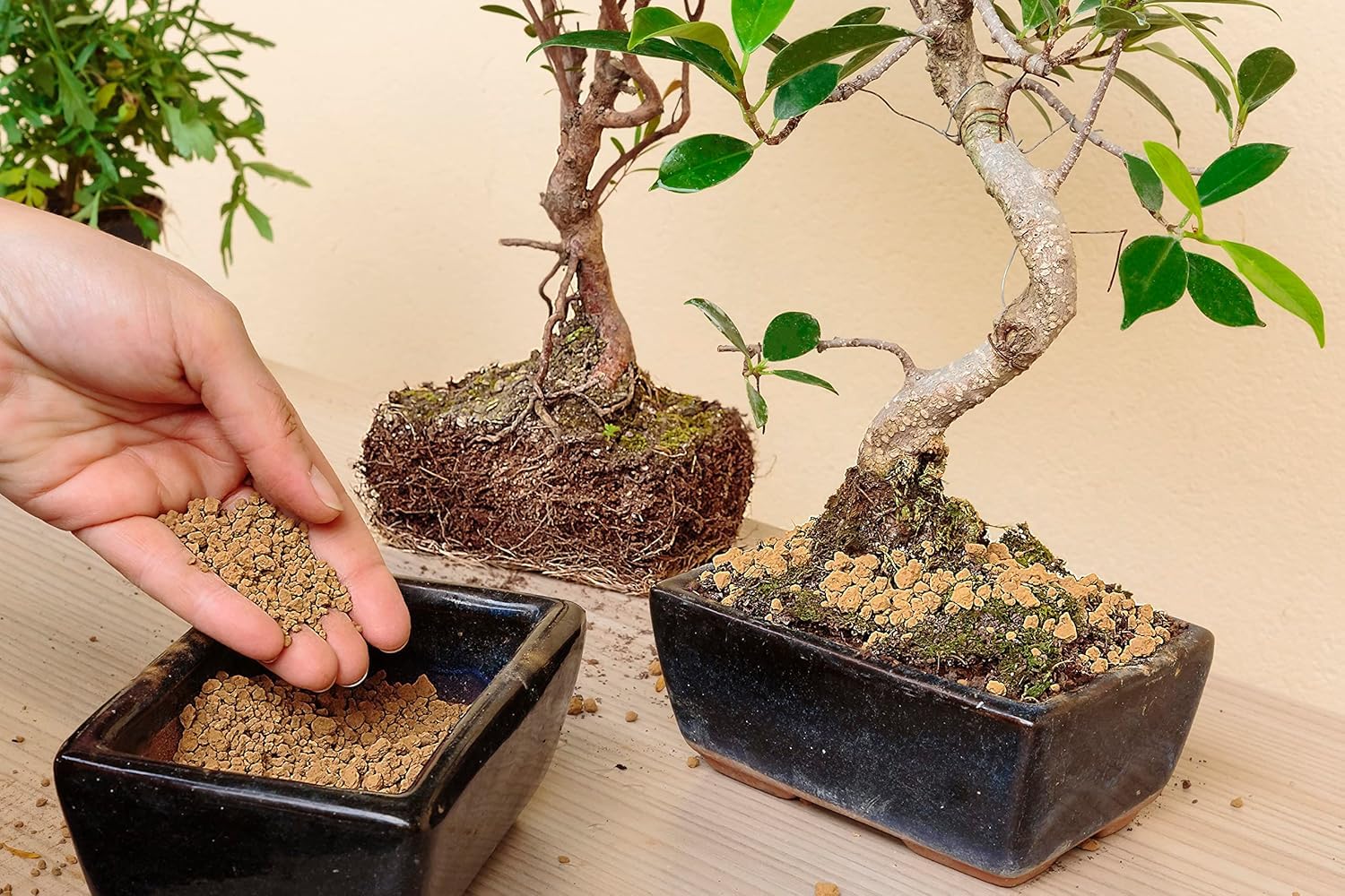 R&R SHOP – Japanisches Akadama von Harter Qualität für den Bonsai-Anbau, mit Einer Partikelgröße von 2–5 mm (12L)