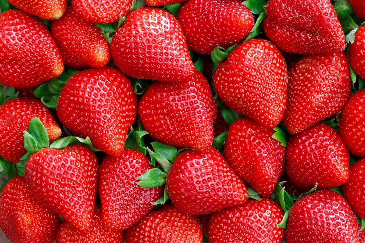 Live Berry Starter Plant Variety Pack - Complete Garden - 1 Year Seedlings of Each BlackBerry, Grape, Raspberry, and Blueberry. Plus 5 Rootstock Strawberries.