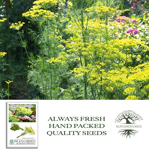 Miniatura 4 de Semillas de eneldo "Mammoth Long Island" para plantar, más de 1500 semillas por paquete, semillas de jardín de Isla (Isla), semillas sin OMG y
