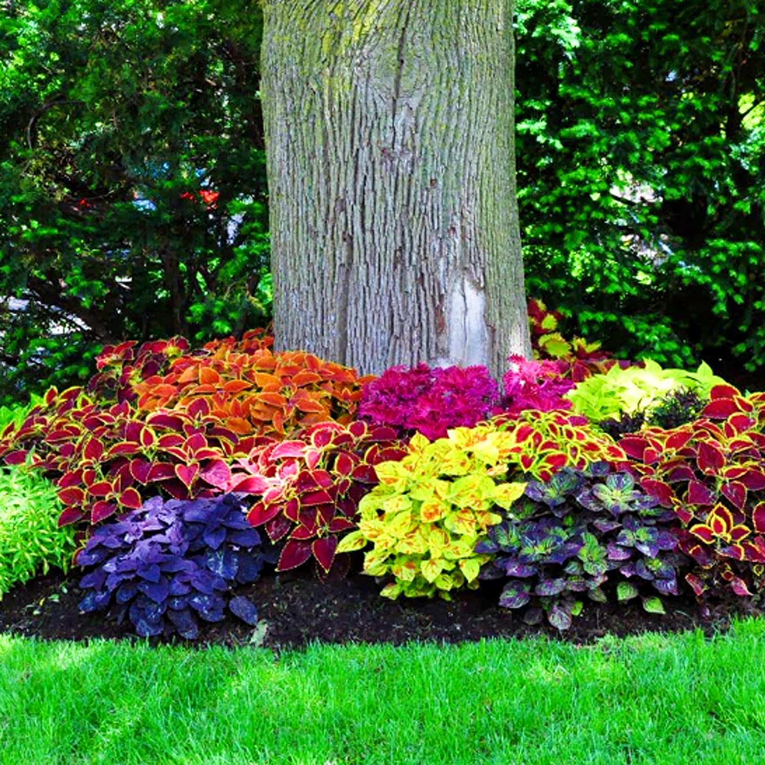 Urban Turtle Coleus Rainbow Mix - Hybrid Pack of 50 Seeds (B0C6J5Z13T) Amazon Price History, Amazon Price Tracker