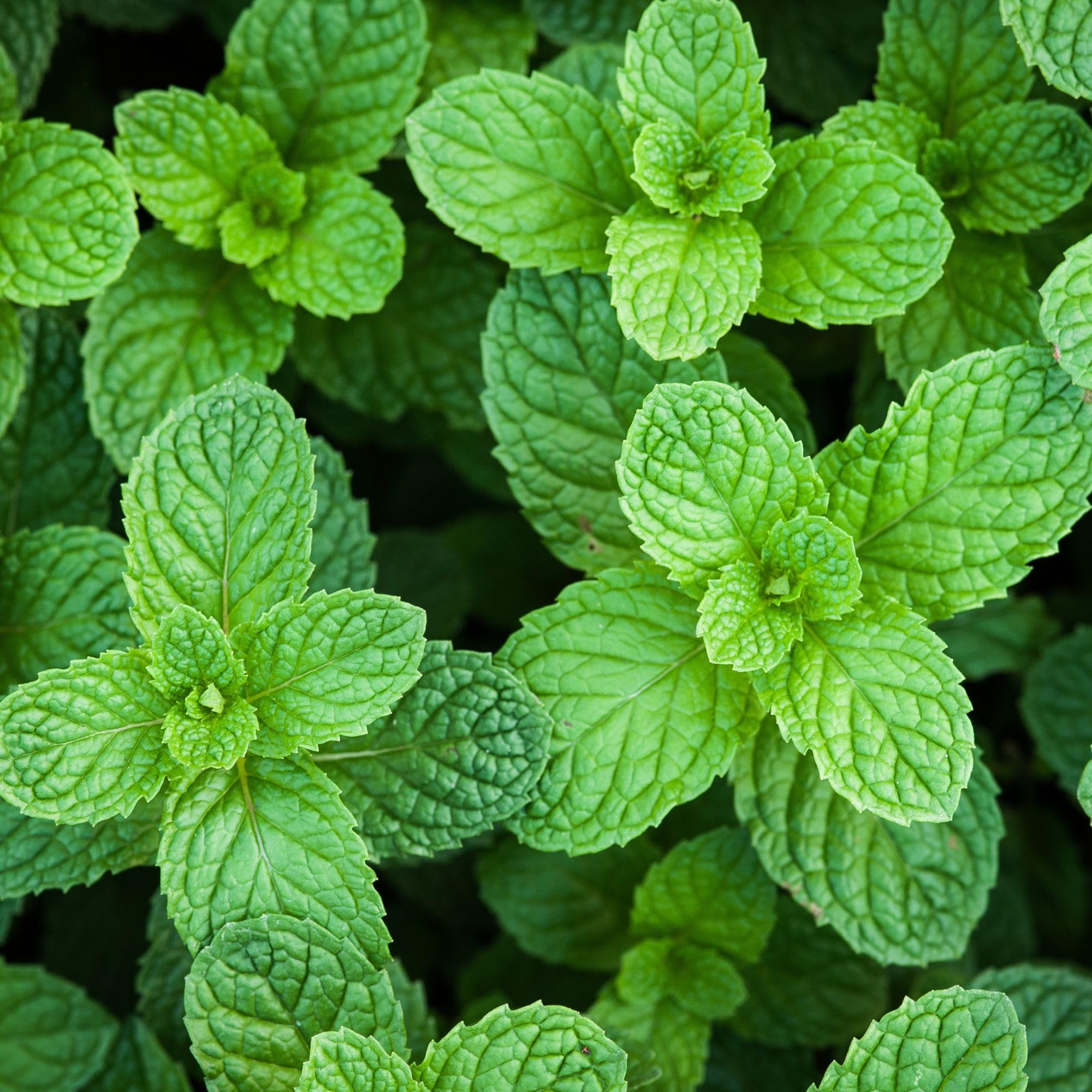 IDDA Herbal Herbata z Mięty Pieprzowej 250g, Suszone Liście Mięty Pieprzowej, Mentha Piperita