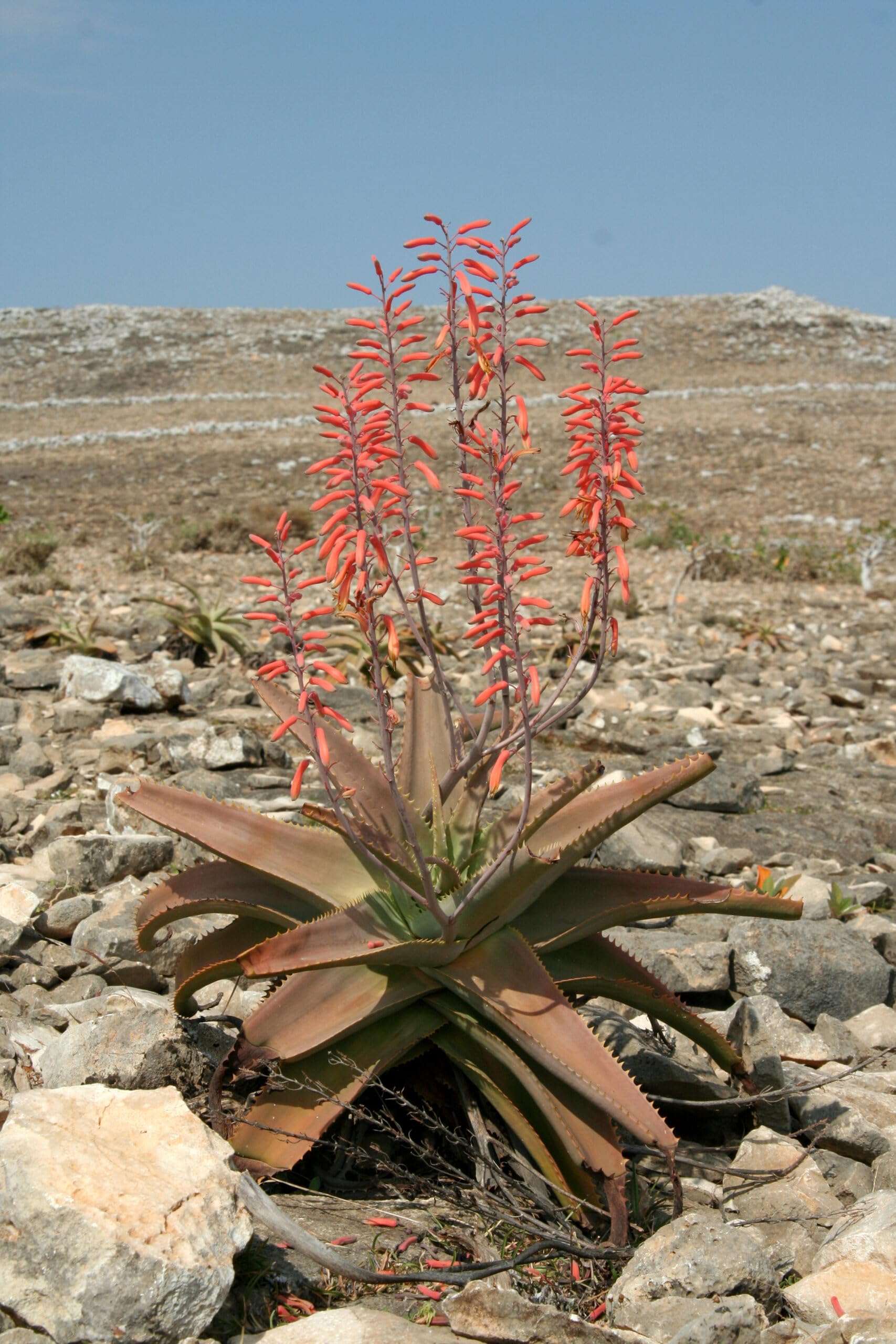 Incenso in grani Resina di Aloe dall'isola di Socotra - Resina Naturale al 100% - Confezionata in un sacchettino con zip richiudibile (200, Grammi)