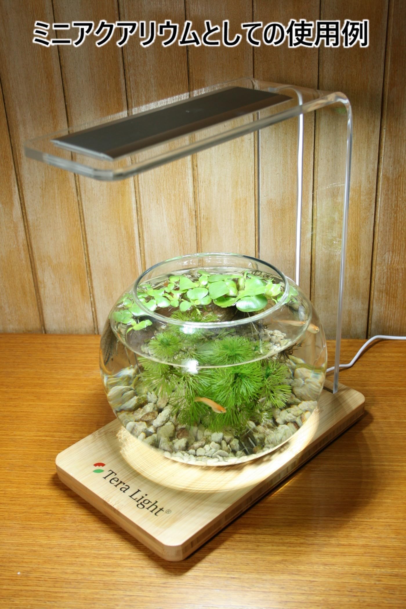 Amazon.co.jp: 植物育成 LED テラリウム・アクアリウム・ライト 手作り