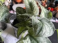 Review Image by Jess S Jess S