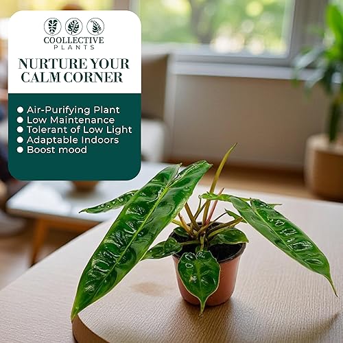 Miniatura 4 de Philodendron Billietiae Croat  Planta viva en una maceta de cultivo de 2 o 4 pulgadas, planta de interior viva en interiores, fácil de cultivar,
