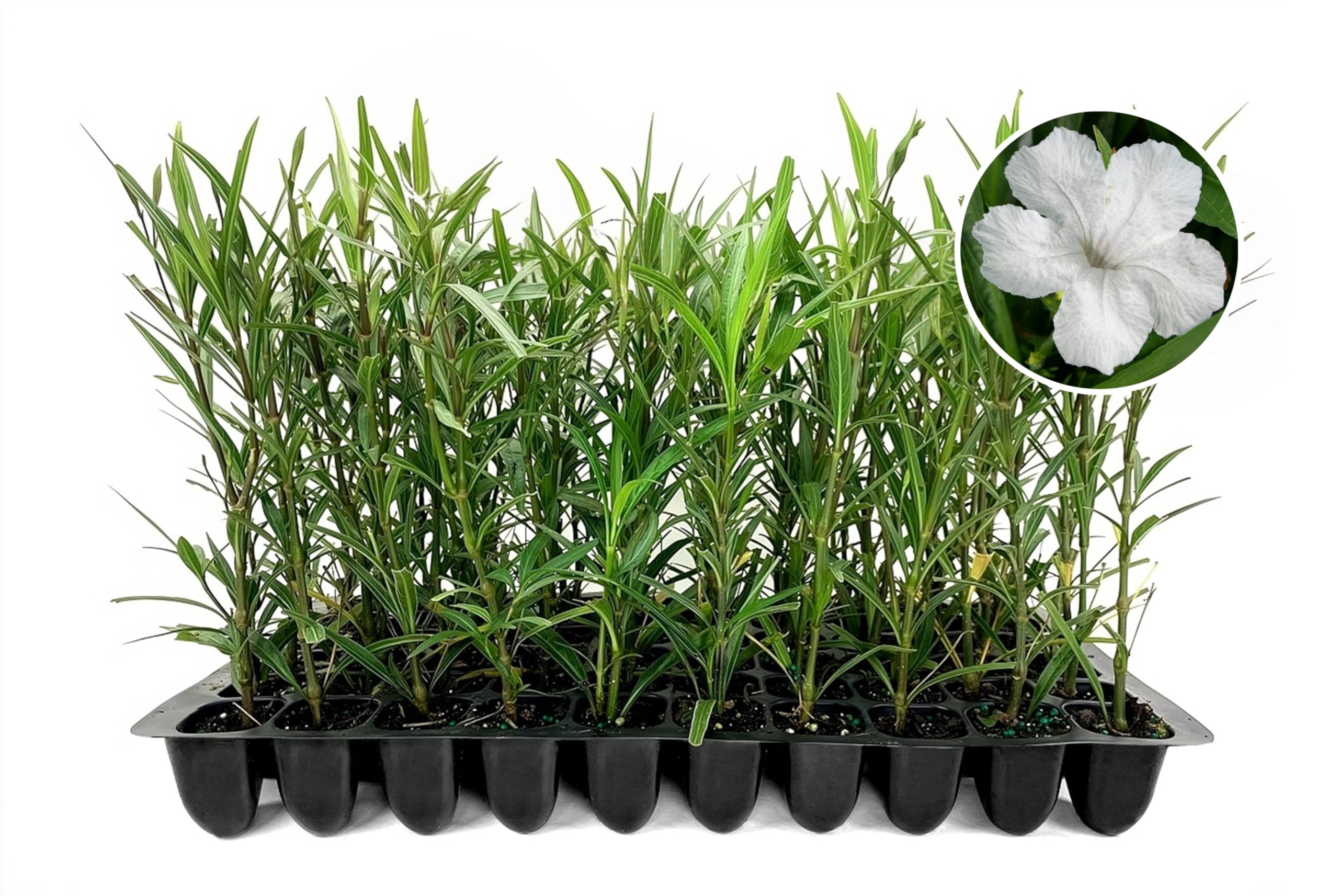 Mexican Petunia White | 3 Live Plants | Ruellia Brittoniana | White Flowering Landscape Pollinator | Heat Tolerant Groundcover | Outdoor Perennial for Gardens Borders Walkways Containers