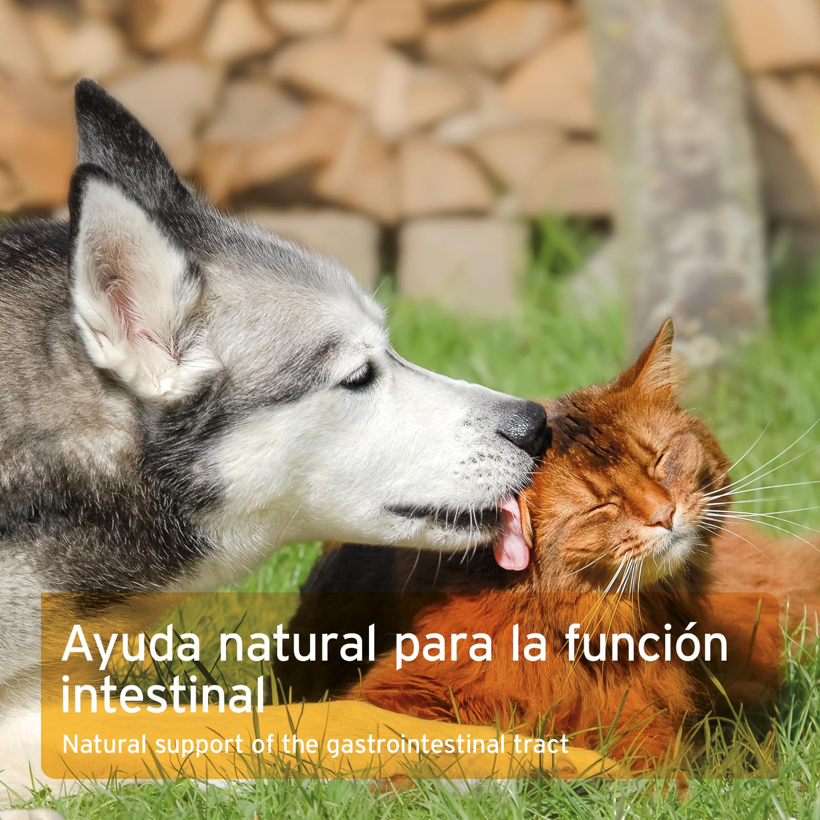 AniForte Polvo de Corteza de Olmo Rojo 100g. Producto Natural para Perros y Gatos. Ayuda al Equilibrio de la Flora Intestinal. Bienestar para el Sistema Gastrointestinal con Gran Aporte de Vitaminas