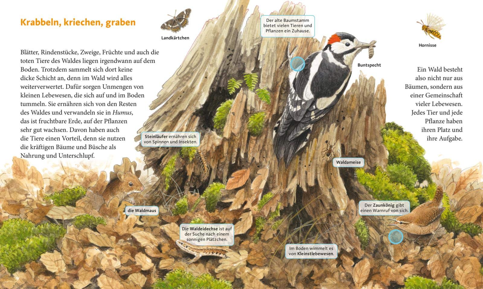 Hör mal (Soundbuch): Erlebe den Wald: Mit 16 echten Geräuschen aus dem Wald