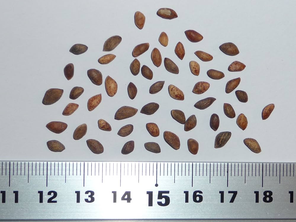 Amazon.co.jp: 【松の種】クロマツ＜黒松＞ 種子50粒 Japanese black