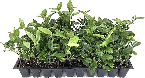 Viburnum Suspensum - 10 plantas vivas - Cobertura de privacidad de hoja perenne