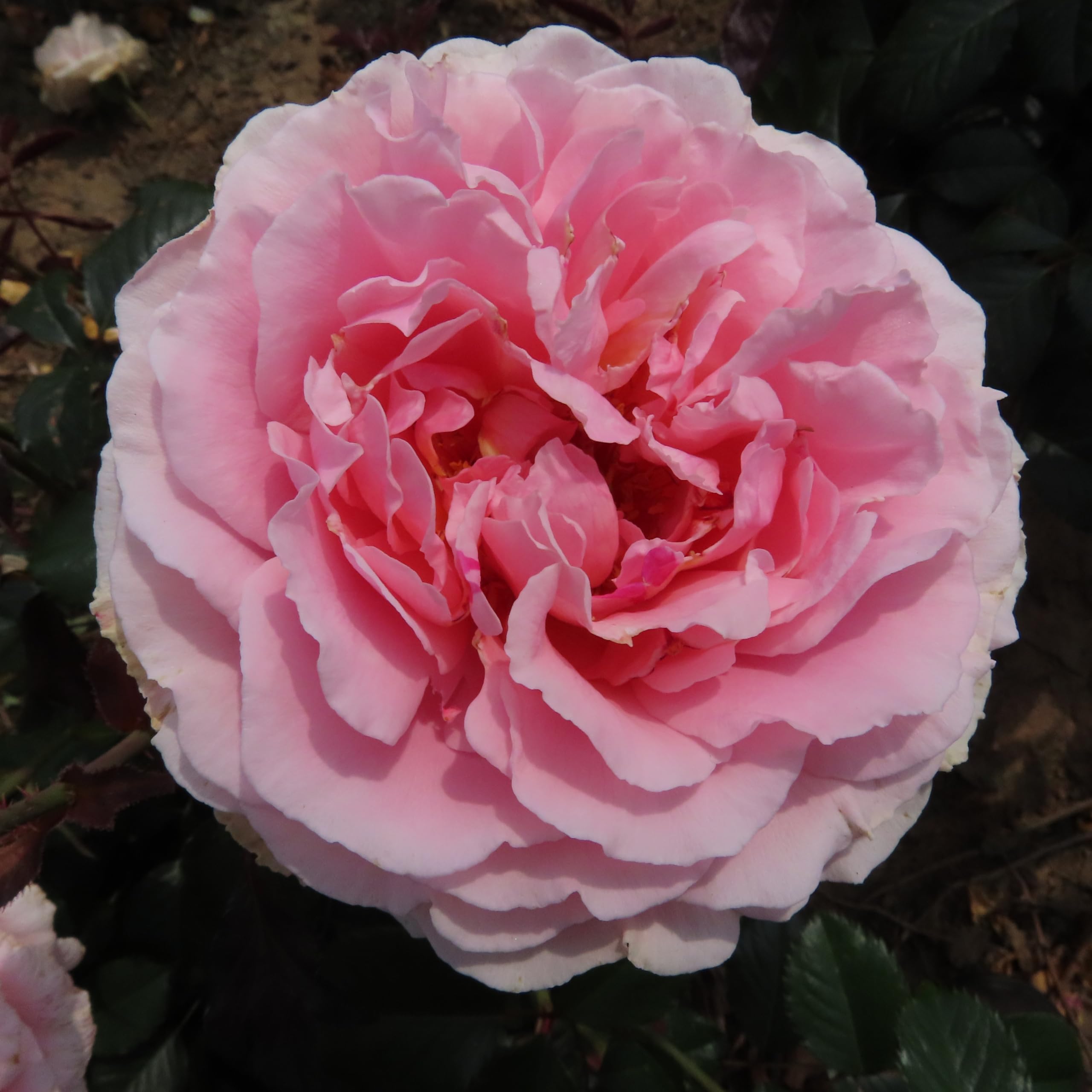 Chloe - 5.5lt Potted Floribunda Garden Rose Bush - Repeat Flowering Lilac/Pink Blooms, Fragrant - Gift