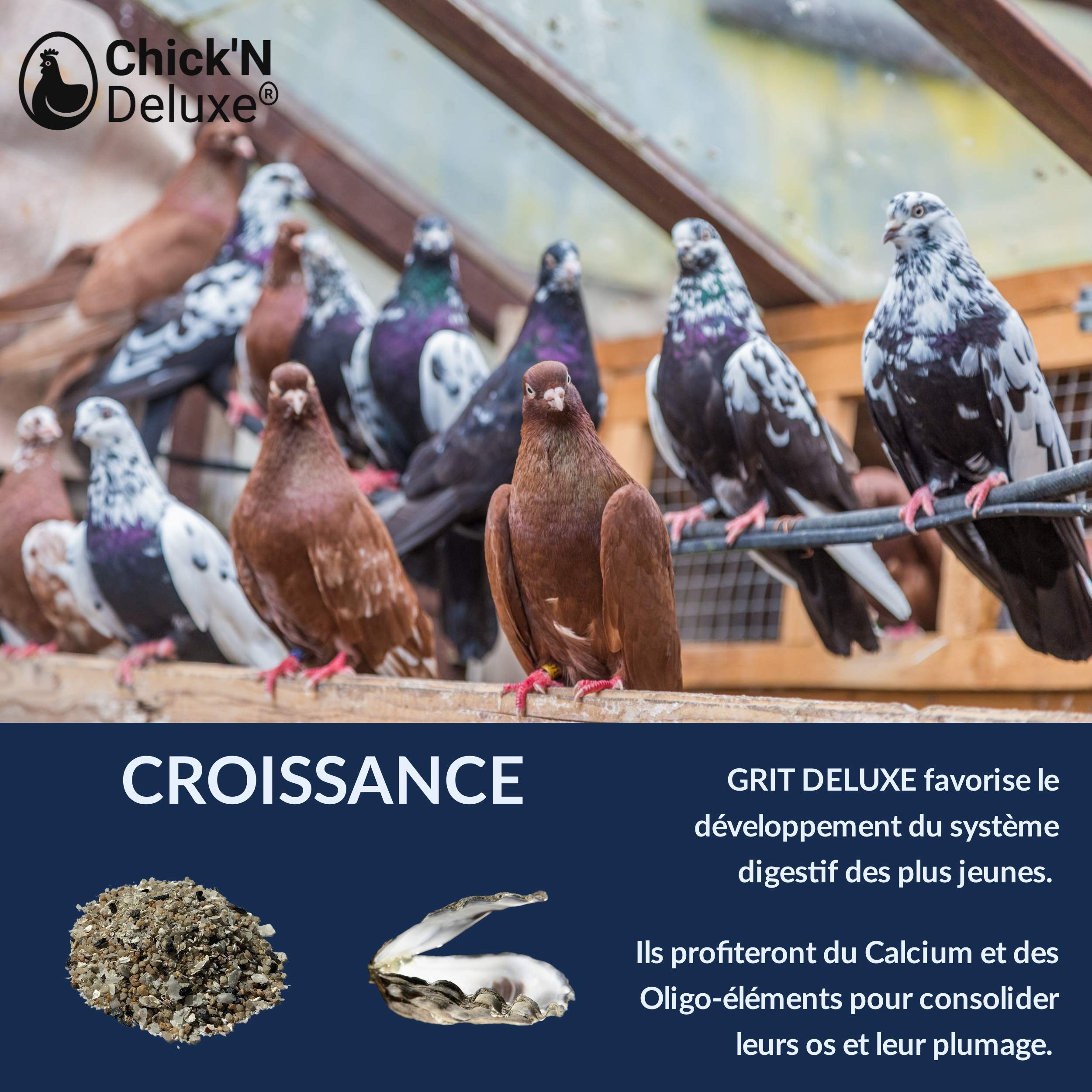 Chick'N Deluxe® Grit Deluxe 5Kg. Complément Alimentaire pour Pigeons/volailles. Mélange de minéraux, Charbon Actif et enrichi l'anis pour Une Digestion Parfaite. Renforce Aussi la Coquille d'oeuf.