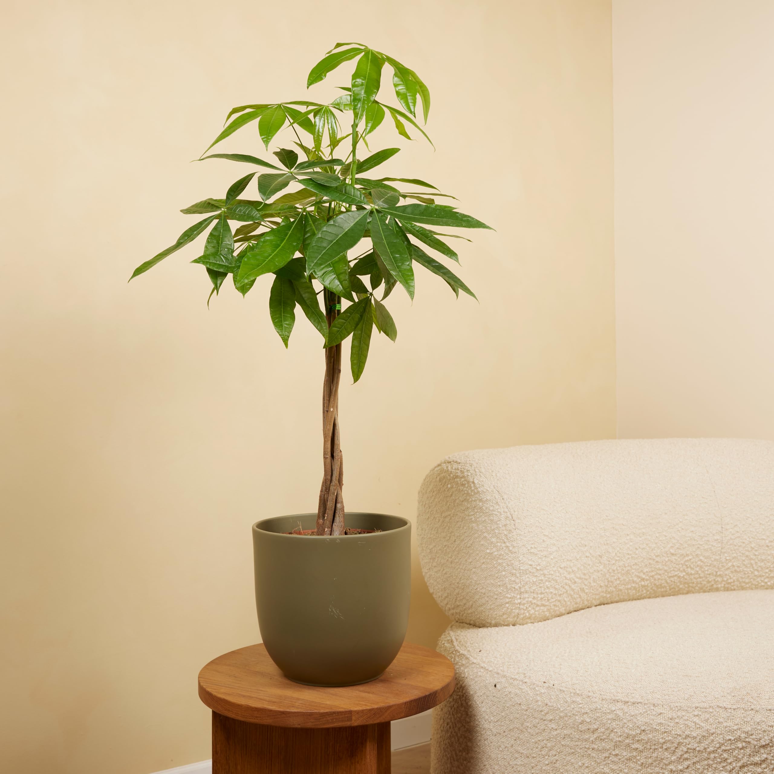 fensterblatt kaufen Monstera Deliciosa Tauerii ⭥80cm – Kompaktes Fensterblatt