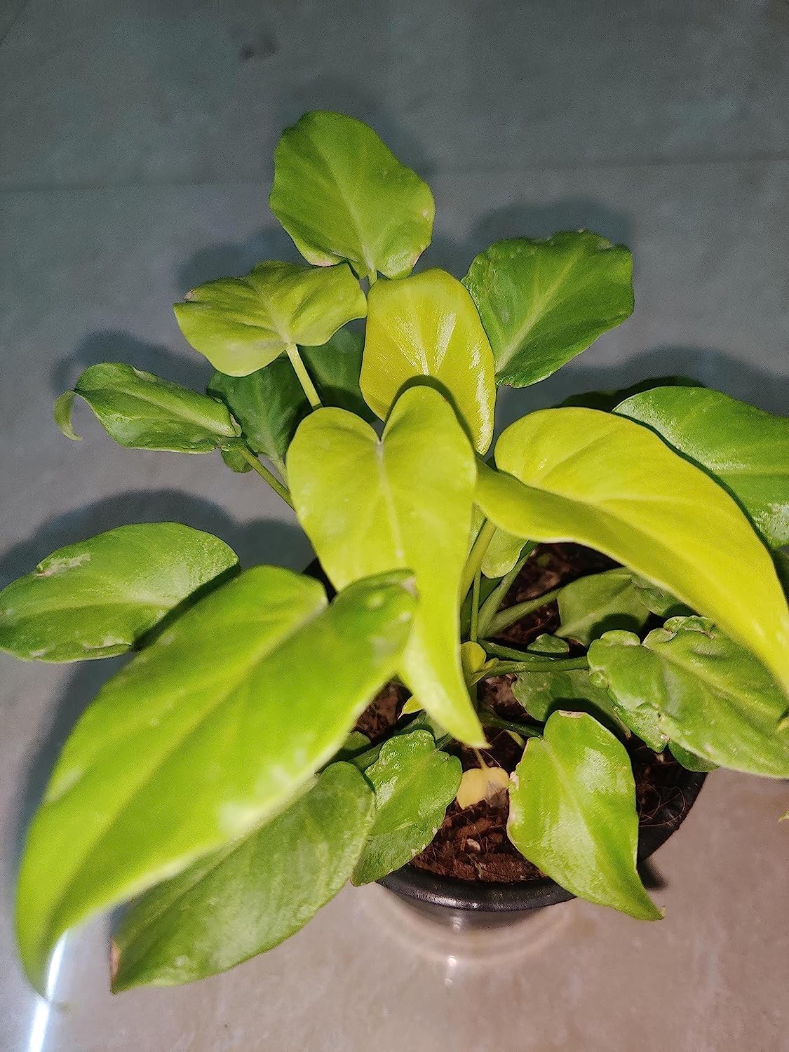 plant store Philodendron Xanadu Neon