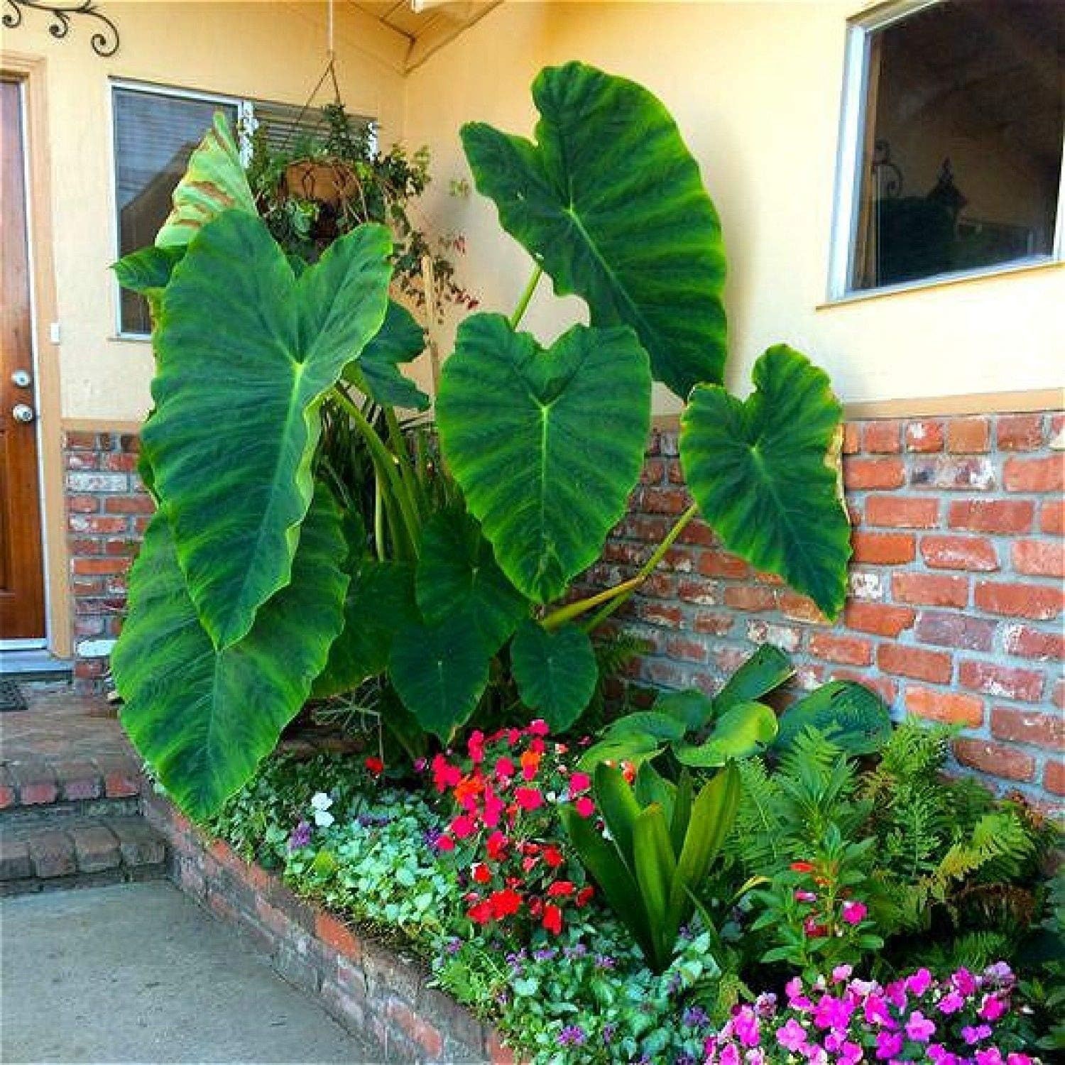 Portal Cool Rosso: Heirloom Alocasia macrorrhiza Gigante Semi Orecchio di Elefante Piante da Esterno 20Pcs