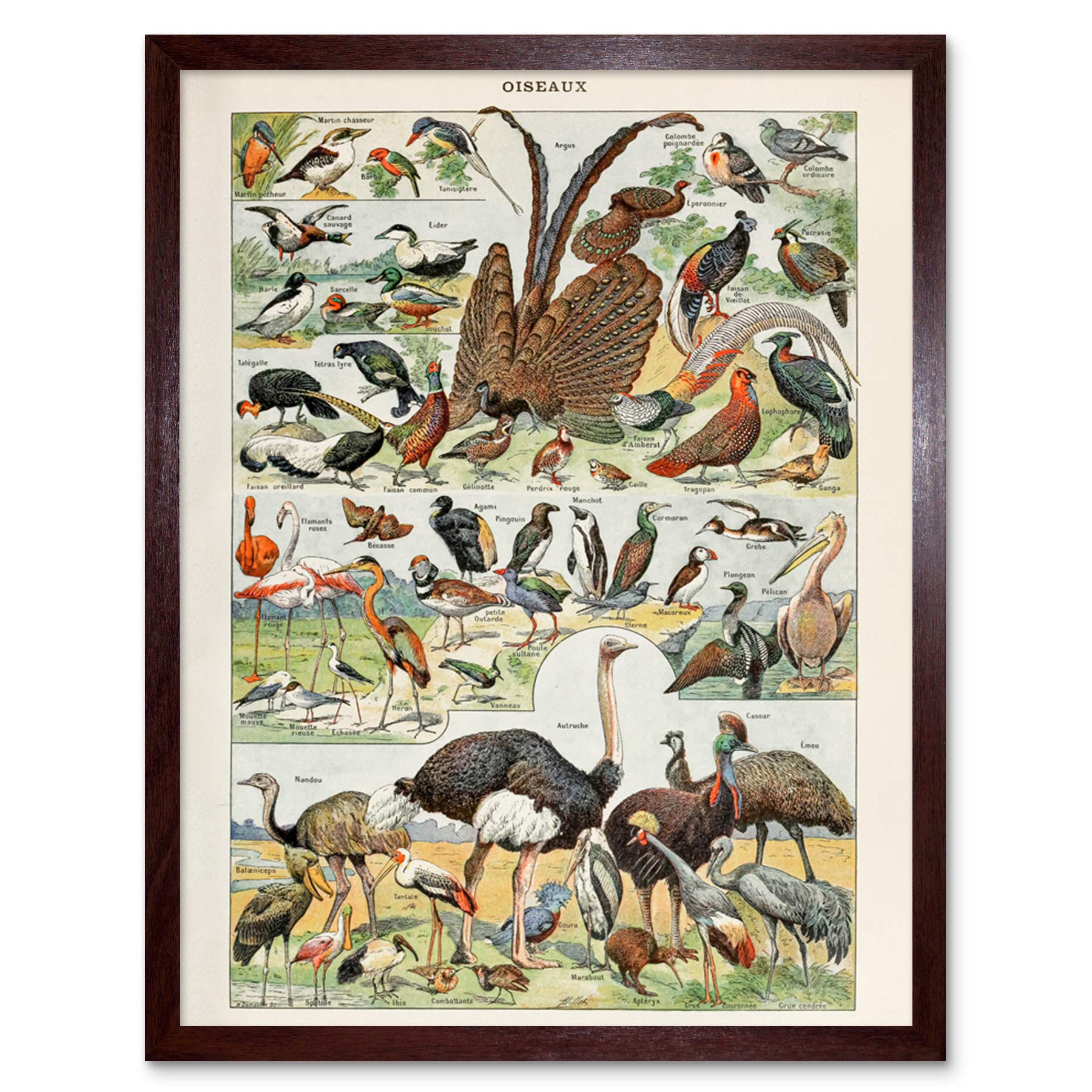 Artery8 Millot Encyclopedia Page Molluscs Shells Art Print Framed Poster Wall Decor 12x16 inch — view 18