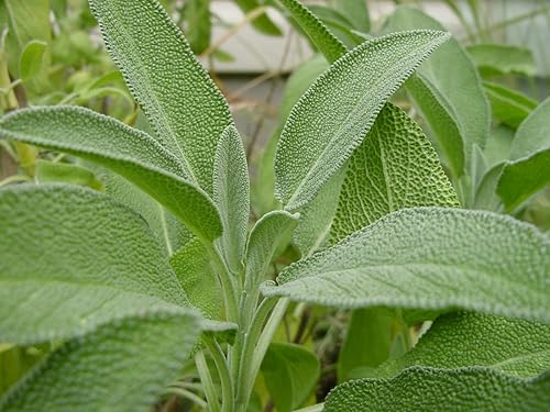 Miniatura 2 de Sage Herb 125 Semillas (Salvia officinalis) Heirloom - Sin OMG - Polinizado abierto