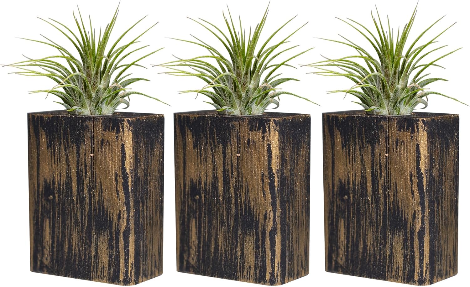 3 Tillandsia Live Air Plants & Inlaid Planter with Suction Cups for Window, Mirrors, Fridge and Velcro for Almost All Other Surfaces. Color Options to Fit Any Decor.