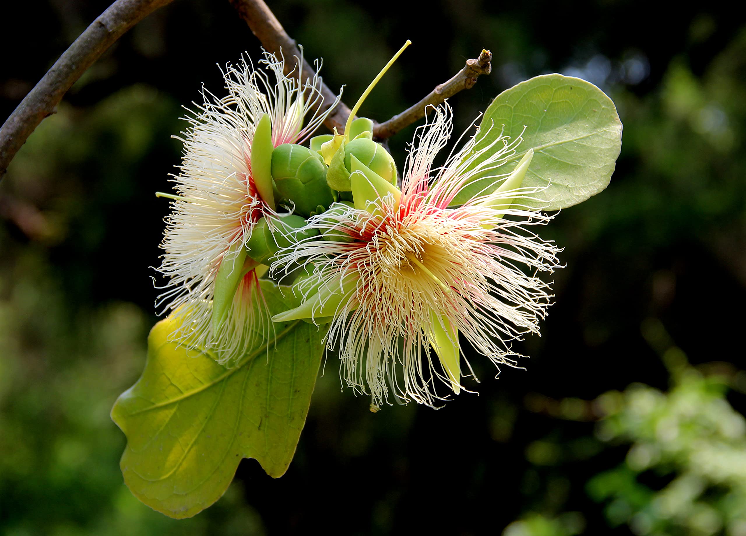 Kapebonavista Kumbhi Kumbh Wild Guava Careya arborea plant