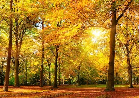 Amazon Co Jp 絵画風 壁紙ポスター はがせるシール式 紅葉 秋の陽射し 森林浴 もみじ 黄葉 秋の公園 癒し キャラクロ Kyo 013a2 版 594mm 4mm 建築用壁紙 耐候性塗料 ホビー 通販 Amazon Co Jp 絵画風 壁紙ポスター はがせるシール式 紅葉 秋の陽射し 森林浴 もみじ 黄葉 秋の公園 癒し キャラクロ Kyo 013a2 版 594mm 4mm 建築用壁紙 耐候性塗料 ホビー 通販